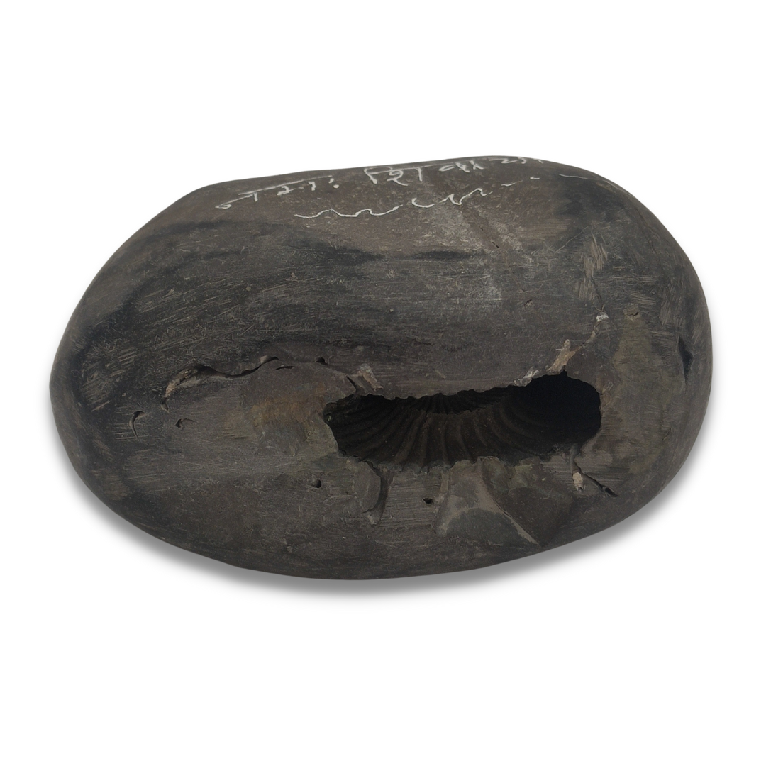 Shaligram Natural Stone