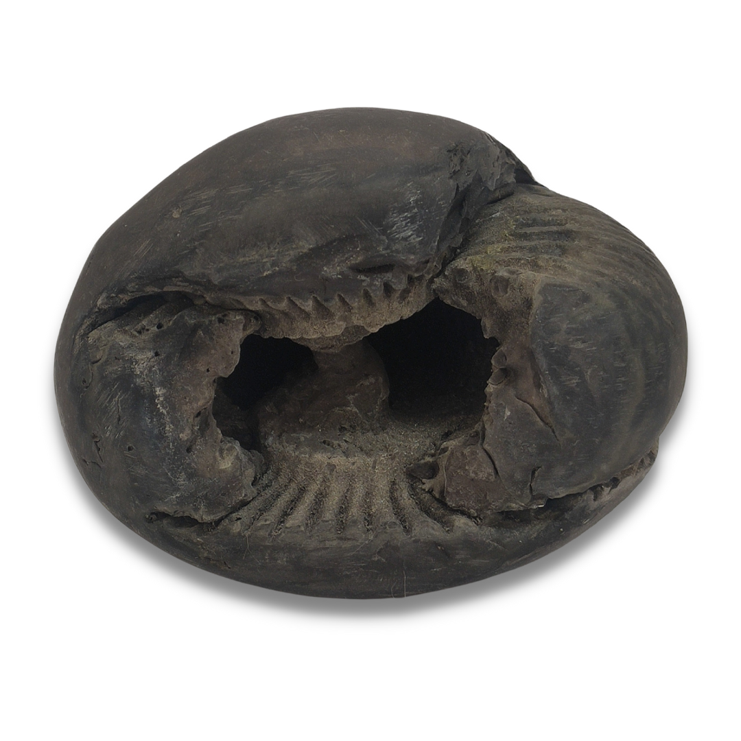 Shaligram Natural Stone