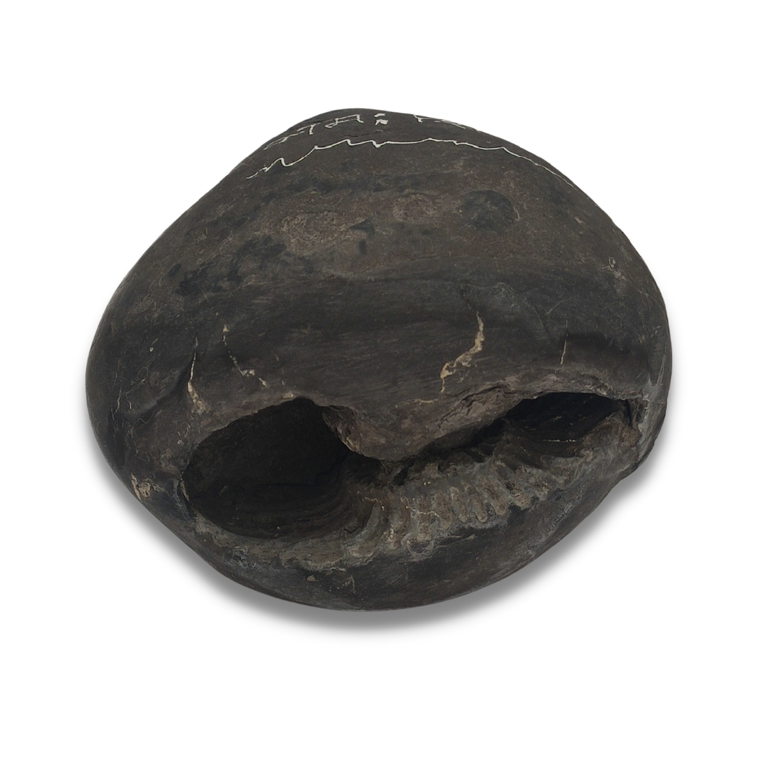 Shaligram Natural Stone